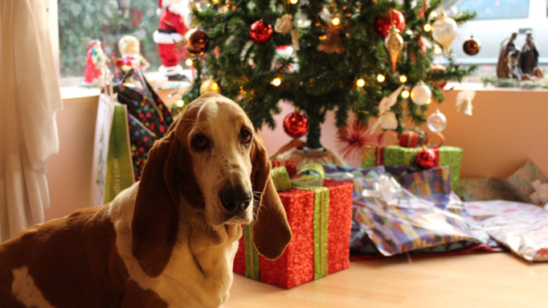 The Noble Fir: A Comforting Symbol of Remembrance during the Holidays